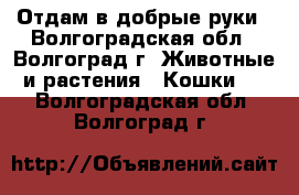 Отдам в добрые руки - Волгоградская обл., Волгоград г. Животные и растения » Кошки   . Волгоградская обл.,Волгоград г.